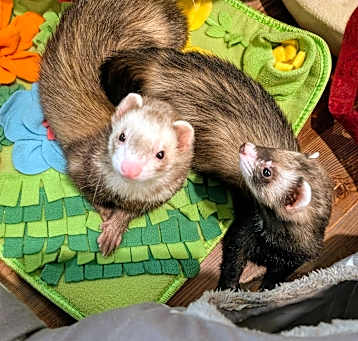 Photo of Bandeta and Big Guy