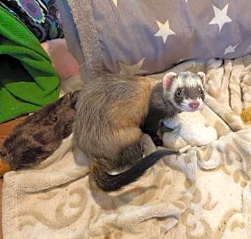 Photo of Winston and Scout
