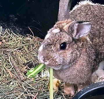 Photo of Ivy