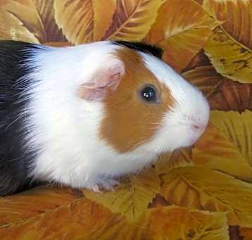 Photo of Jazz