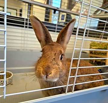 Photo of Ruthie 108182