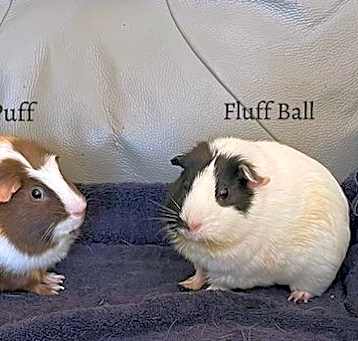 Photo of Fluff Ball and Cocoa Puff