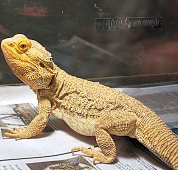 Photo of Norbert