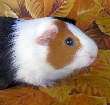 Photo of JAZZ