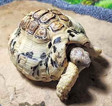 Photo of Leopard tortoise