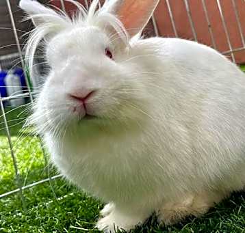 Photo of CAPPUCCINO