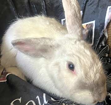 Photo of Tucker