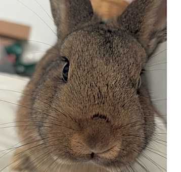 Photo of OCAS Rosie