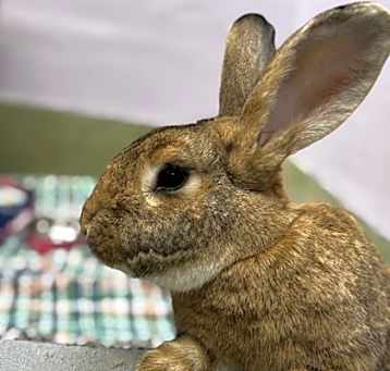 Photo of Bugs Bunny