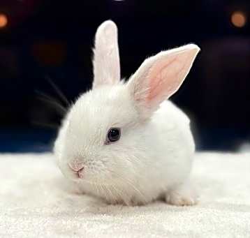 Photo of Opal