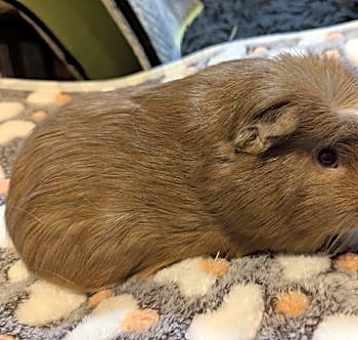 Photo of Chewbacca