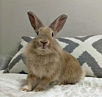 Photo of Tuli2 - Phoebe