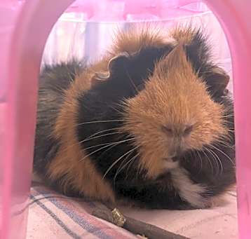 Photo of Gemma (trio To Amelia & Charlotte)
