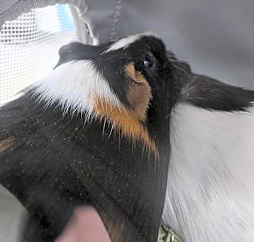 Photo of *SKEETER