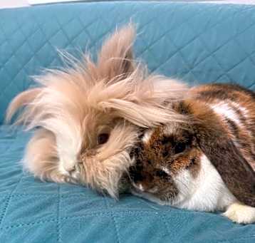 Photo of Nilchi / Harold