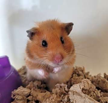 Photo of Sushi