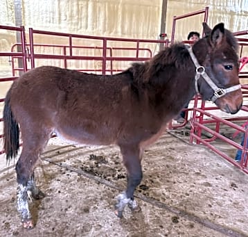 Photo of Skeeter
