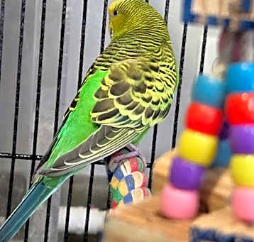 Photo of Mint