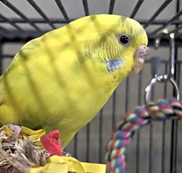 Photo of Honey