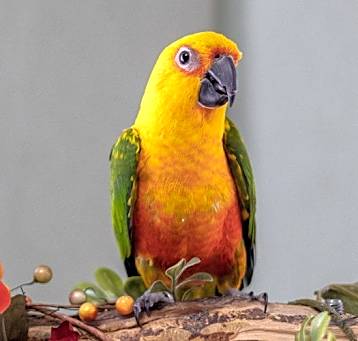 Photo of Starbuck