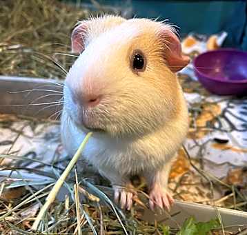Photo of Archie