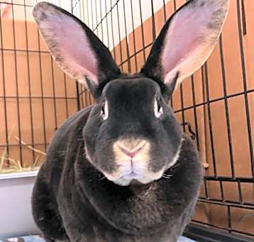 Photo of Odin