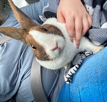 Photo of Duchess