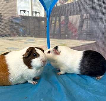 Photo of 2 Boy GPigs - Gainesville FL