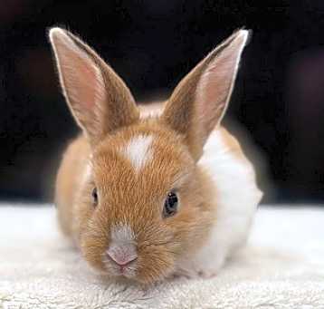 Photo of Perla