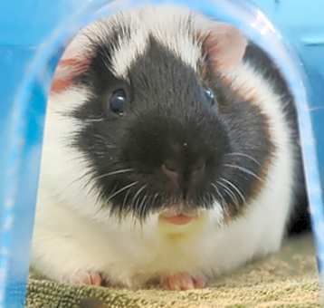 Photo of Alfred