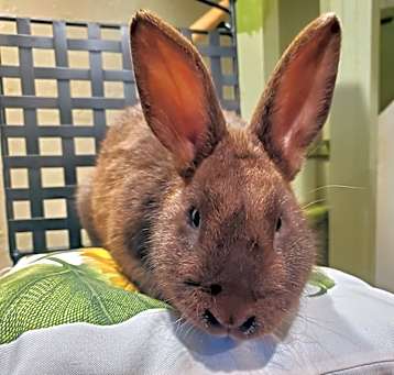 Photo of Ernie