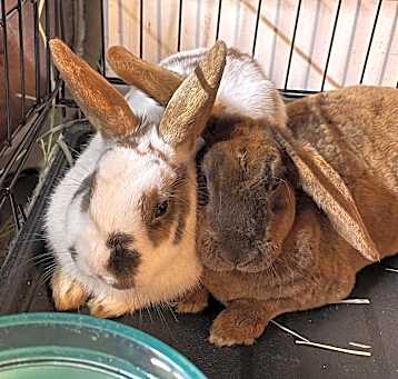 Photo of Dunkalatte & Dunkachino