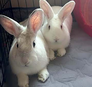 Photo of Gus and Gil