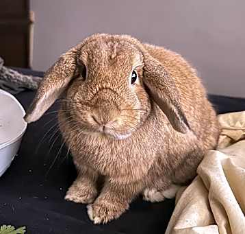 Photo of Hiccup