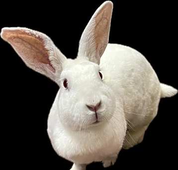 Photo of Olaf