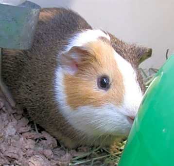 Photo of ATTILA