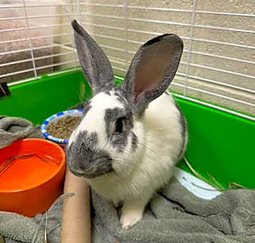 Photo of SWEET TART