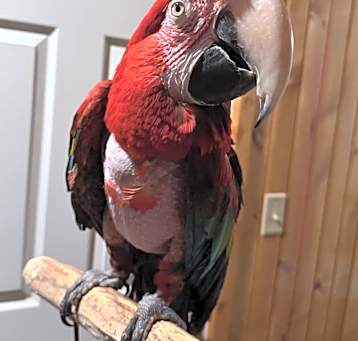 Photo of Scarlet