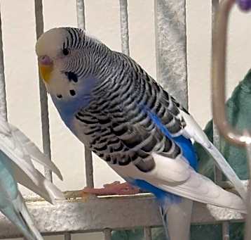 Photo of Group of Budgies
