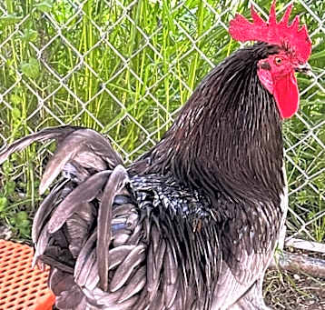 Photo of Rooster