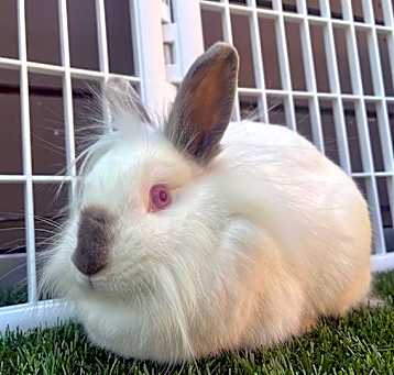 Photo of MOCHA