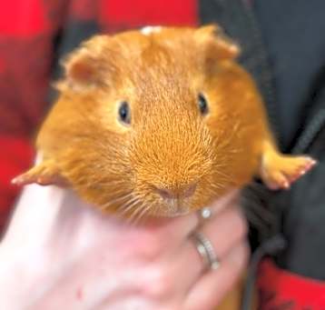 Photo of Scamp~24/25-0309d