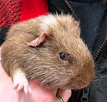 Photo of Rolly~24/25-0309e