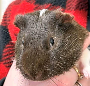 Photo of Pongo~24/25-0309g