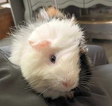 Photo of Gidget