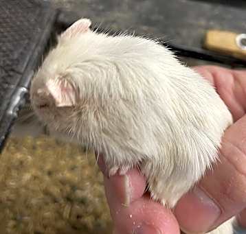 Photo of Gerbil 1