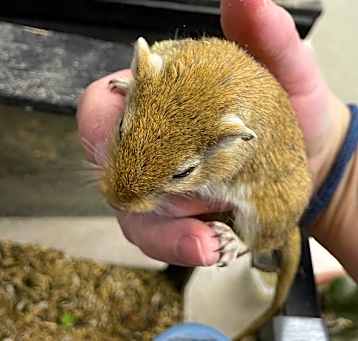 Photo of Gerbil 2