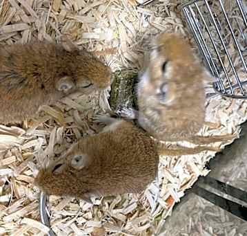 Photo of Gerbil 3