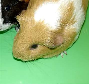 Photo of *BUTTERCUP