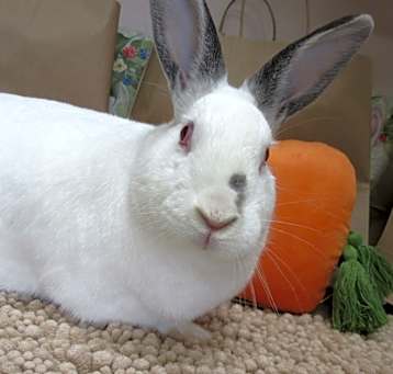 Photo of Mirabel (resident for over 1 year)